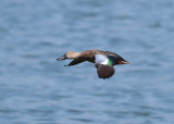 Cape Shoveller (Anas smithii)