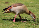 Egyptian Goose (Alopochen aegyptica)