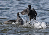 Eurasian Coot (Fulica atra) - sothöna