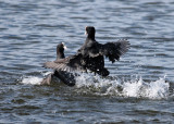 Eurasian Coot (Fulica atra) - sothöna