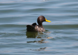 Yellow-billed Duck (Anas undulata)