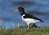 Eurasian Oystercatcher (Haematopus ostralegus) - strandskata