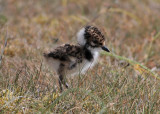 Northen Lapwing (Vanellus vanellus) - tofsvipa