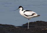 Pied Avocet (Recurvirostra avosetta) - skärfläcka
