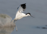 Pied Avocet (Recurvirostra avosetta) - skärfläcka
