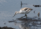 Pied Avocet (Recurvirostra avosetta) - skärfläcka