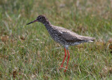 Redshank (Tringa totanus) - Rödbena