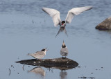 Arctic Tern (Sterna paradisaea) - silvertärna
