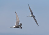 Arctic Tern (Sterna paradisaea) - silvertärna