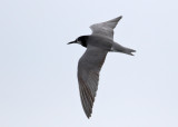 Black Tern (Chlidonias nigra) - svarttärna