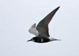 Black Tern (Chlidonias nigra) - svarttärna