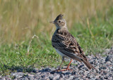Common Skylark (Aluda arvensis) - sånglärka