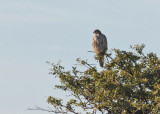 Gyrfalcon (Falco rusticolus) - jaktfalk