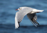 Black-headed Gull (Larus ridibundus) - skrattmås