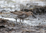 Dunlin (Calidris a. alpina) - kärrsnäppa
