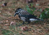 Spotted Nutcracker (Nucifraga caryocatactes macrorhynchos) - nötkråka