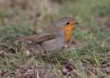European Robin (Erithacus rubecula) - rödhake