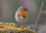 European Robin (Erithacus rubecula) - rödhake