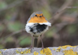 European Robin (Erithacus rubecula) - rödhake