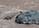Torrent Duck (Marganetta armata)