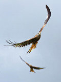 birds