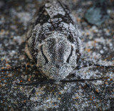 Wildlife Photographed in Maryland