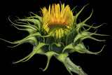 The Amazing Sunflower