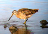Rare bird documentation