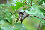 Ruby-throated Hummingbird nest