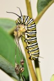 Lepidoptera