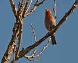Single Purple Finch