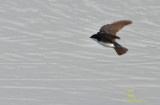 Tree Swallow