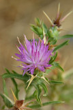 Unknown Purple Thistle?