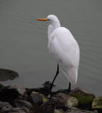 Great Egret On the Rocks