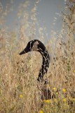 Canada Goose in the Grass