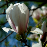 magnolia