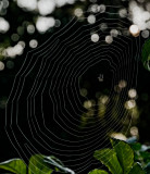 going round and round in circles -nearly