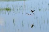 Flying, Baranda