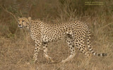 Cheetah - Cheetah - Acinonyx jubatus