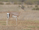 Grants gazelle - Grant's gazelle - Nanger granti
