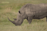 Witte neushoorn - White rhino - Ceratotherium simum