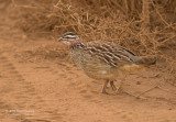 Kuiffrankolijn - Crested Francolin - Francolinus sephaena