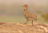Geelkeelfrankolijn - Yellow-necked Francolin - Francolinus leucoscepus