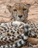 Cheetah - Cheetah - Acinonyx jubatus