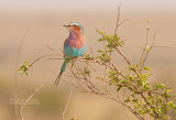 Vorkstaartscharrelaar - Lilac-breasted Roller - Coracias caudatus