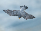 peregrine falcon