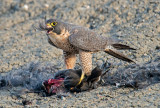 peregrine and coot