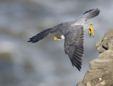 peregrine