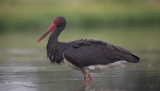 Zwarte Ooievaar - Black Stork - Ciconia nigra