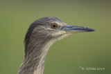 Kwak - Black-crowned Night Heron - Nycticorax nycticorax